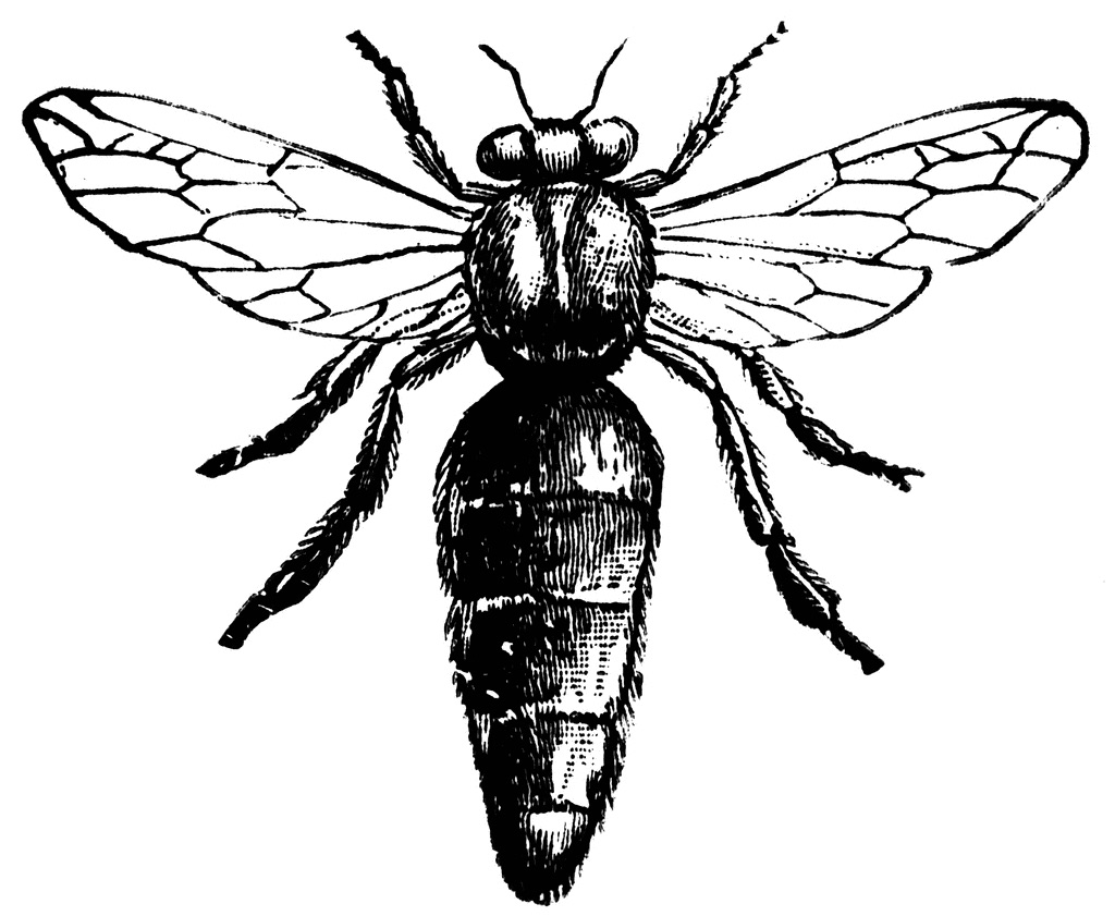 Northeast Bees